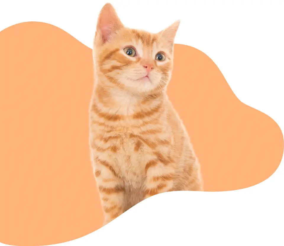 Photo d'un chat roux devant un fond orange