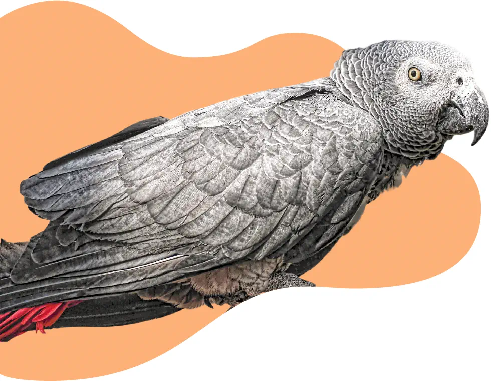 Photo d'un perroquet gris avec un fond orange