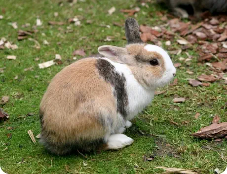 Photo d'un lapin marron et blanc dans un jardin
