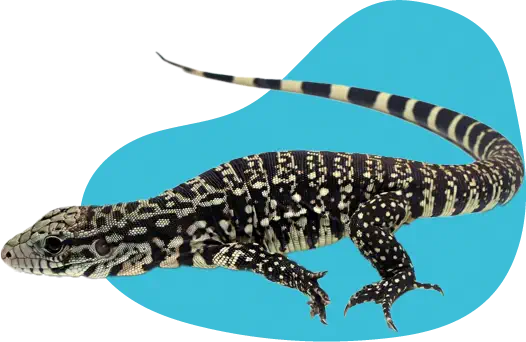 Photo d'un lézard devant une tache bleu