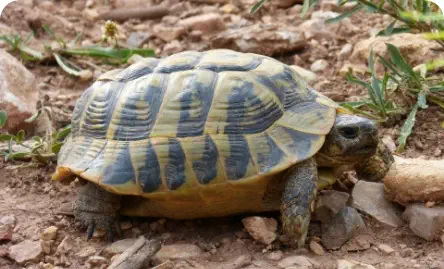 Photo d'une tortue de terre