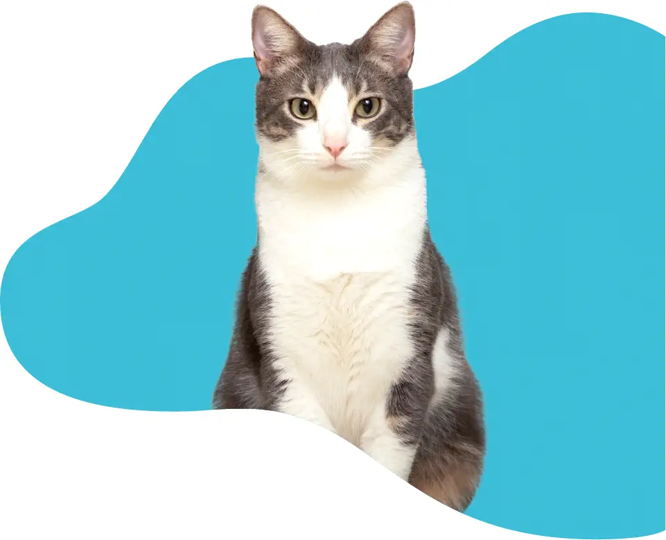 Photo d'un chat devant un fond bleu