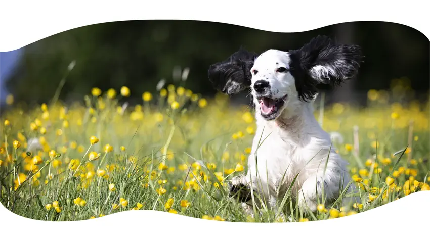 Photo d'un chien noir et blanc dans l'herbe verte
