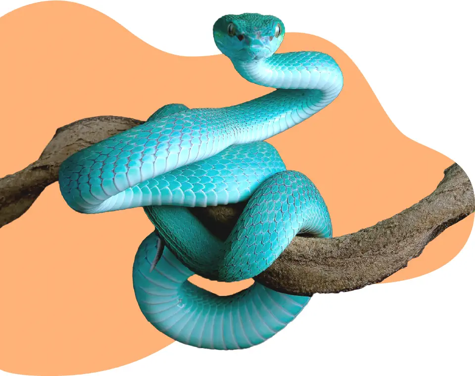 Photo d'un serpent turquoise devant un fond orange