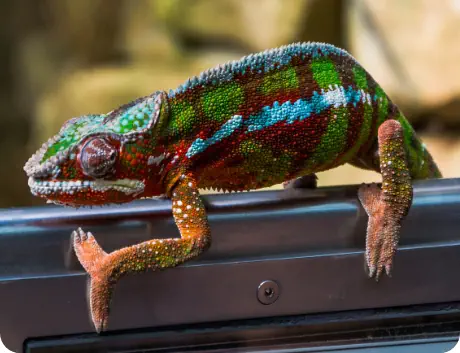 Photo d'un caméléon multicolore