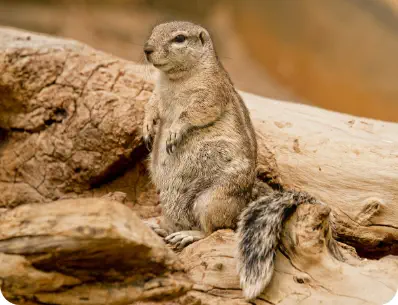 Photo d'un chien de prairie