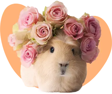 Photo d'un cobaye avec des roses sur la tête