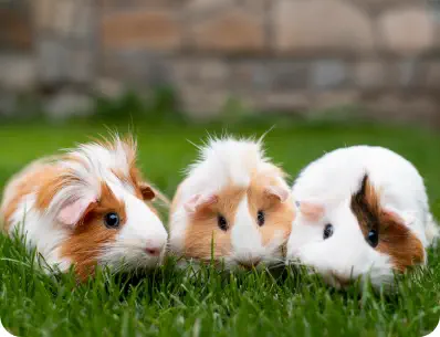 Photo de trois cochons d'inde blanc et roux