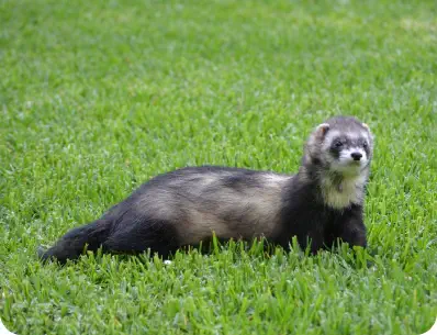 Photo d'un furet noir et blanc dans l'herbe verte