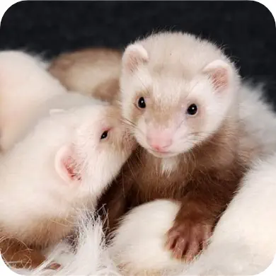 Photo de deux furets blancs