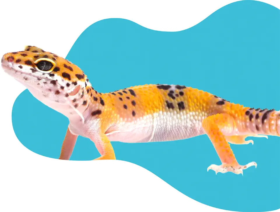Photo d'un gecko orange et blanc devant un fond bleu