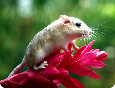 Photo d'une gerbille perchée sur une fleur rouge