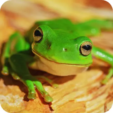 Photo d'une grenouille verte