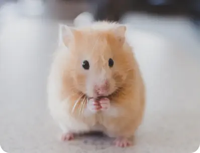 Photo d'un hamster roux