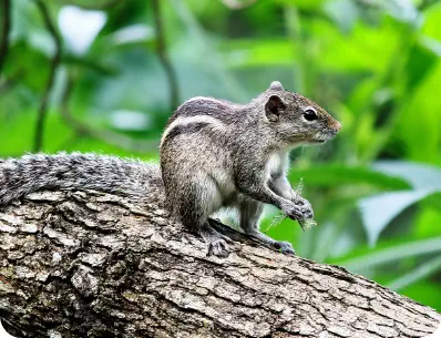Photo d'un écureuil gris