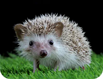 Photo d'un bébé hérisson