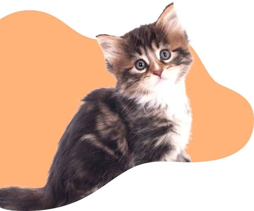 Photo d'un chat noir et blanc devant un fond orange