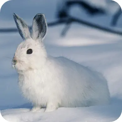 Photo d'un lapin blanc