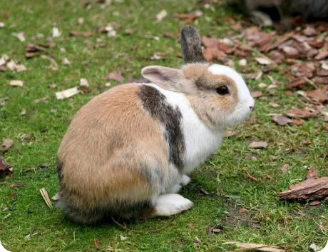 Photo d'un lapin marron et blanc