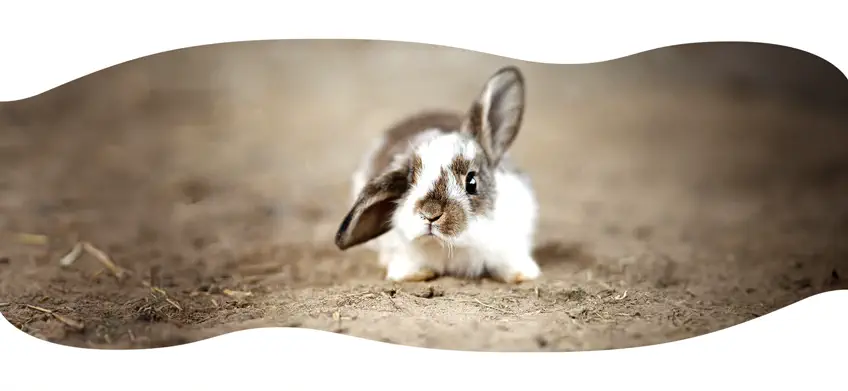 Photo d'un lapin marron et blanc