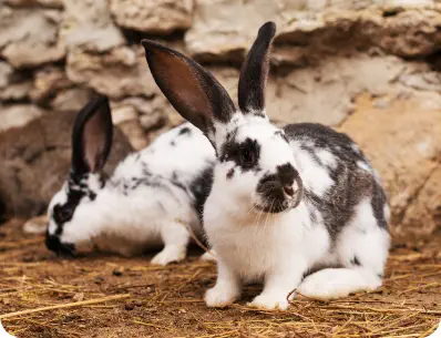 Photo de deux lapins noir et blanc