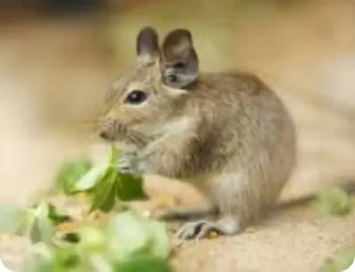 Photo d'un octodon gris qui mange une feuille