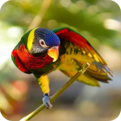 Photo d'un perroquet multicolore