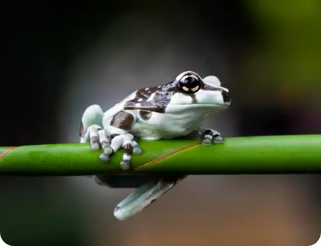Photo d'une grenouille verte et noir