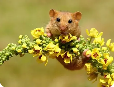 Photo d'une souris rousse accrcohée à des fleurs jaunes