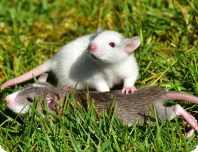 Photo d'un rat blanc dans l'herbe verte