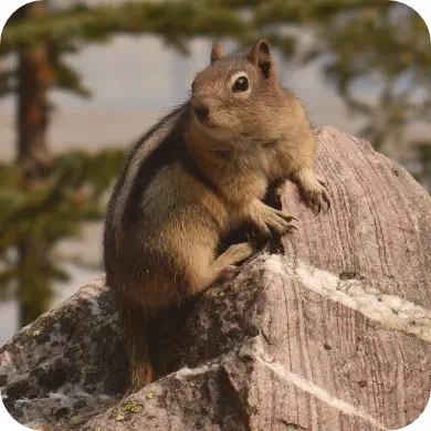 Photo d'un écureuil marron