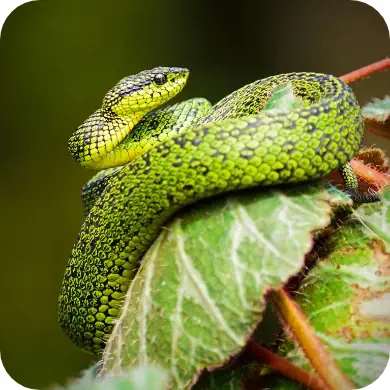 Photo d'un serpent vert