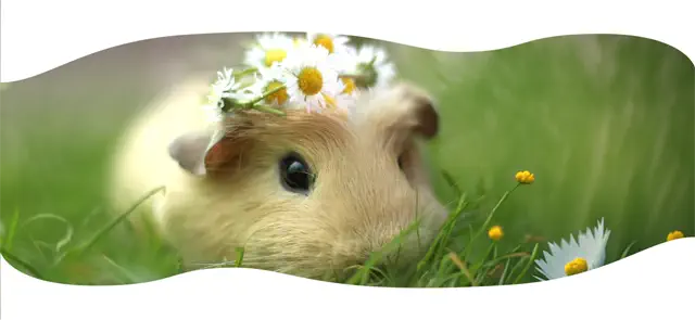 Photo d'un cochon d'inde avec une couronne de fleurs sur la tête