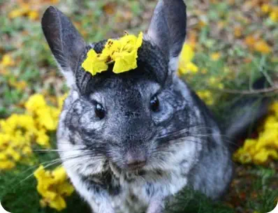 Photo d'un chinchilla gris avec des fleurs sur la tête