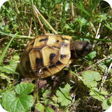 Photo d'un tortue dans l'herbe