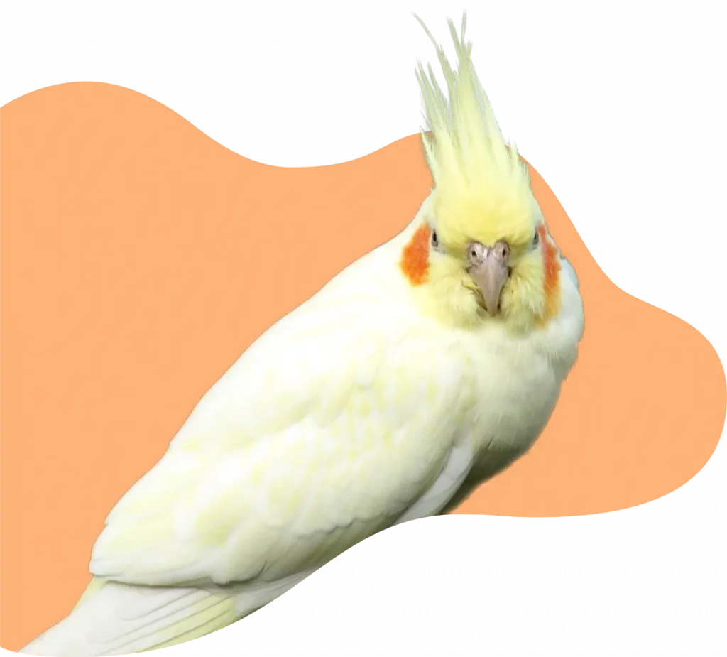 Photo d'un Calopsitte jaune devant un fond orange