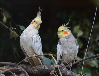 Photo de deux calopsitte gris et jaune