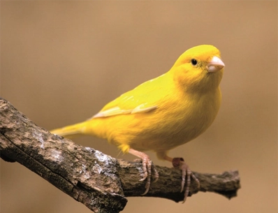 Photo d'un canari jaune