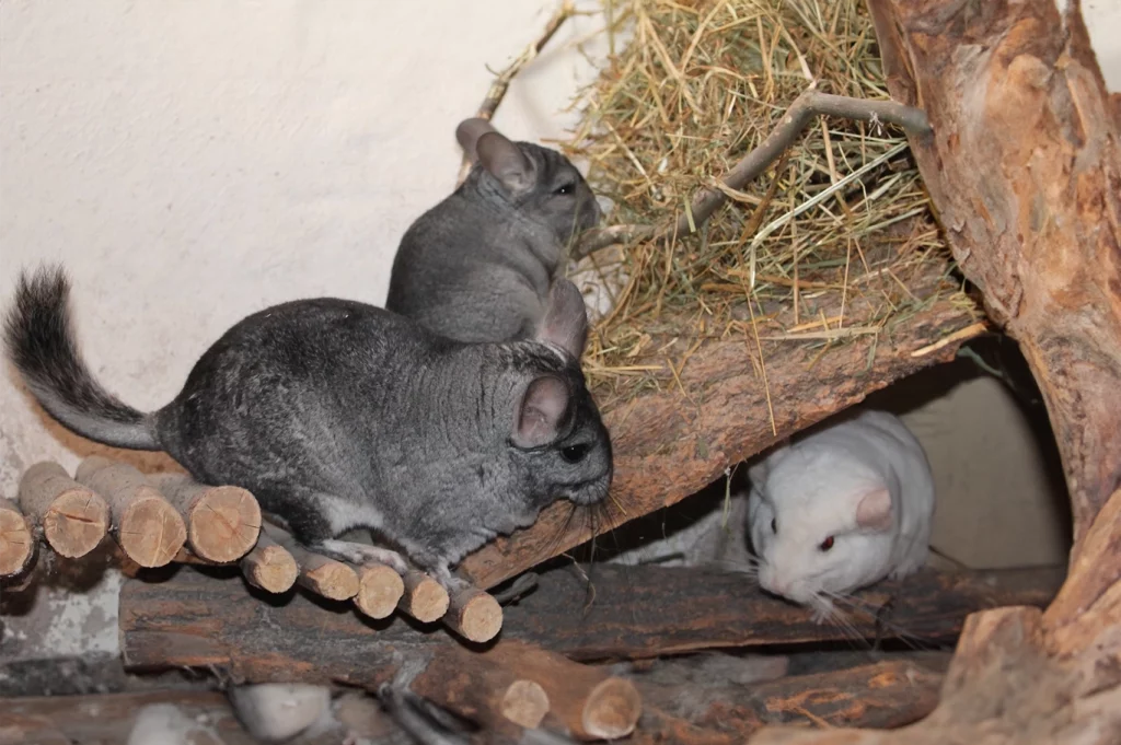 Photo d'un groupe de chinchillas