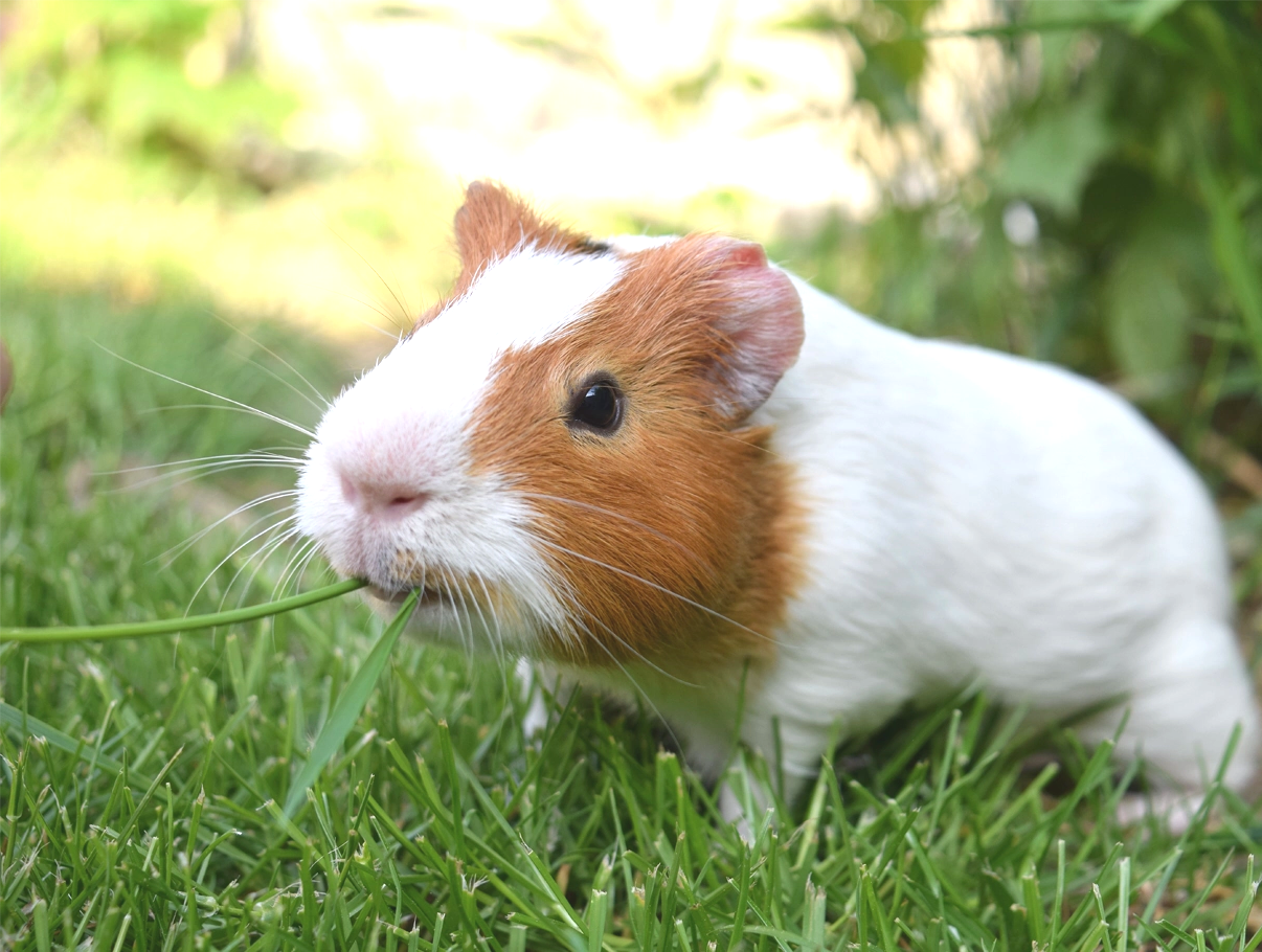 Photo d'un cochon d'inde blanc et roux