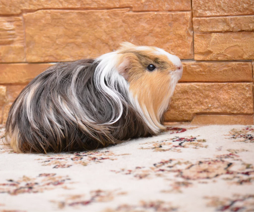 Photo d'un cochon d'inde noir, blanc et roux, à poils longs