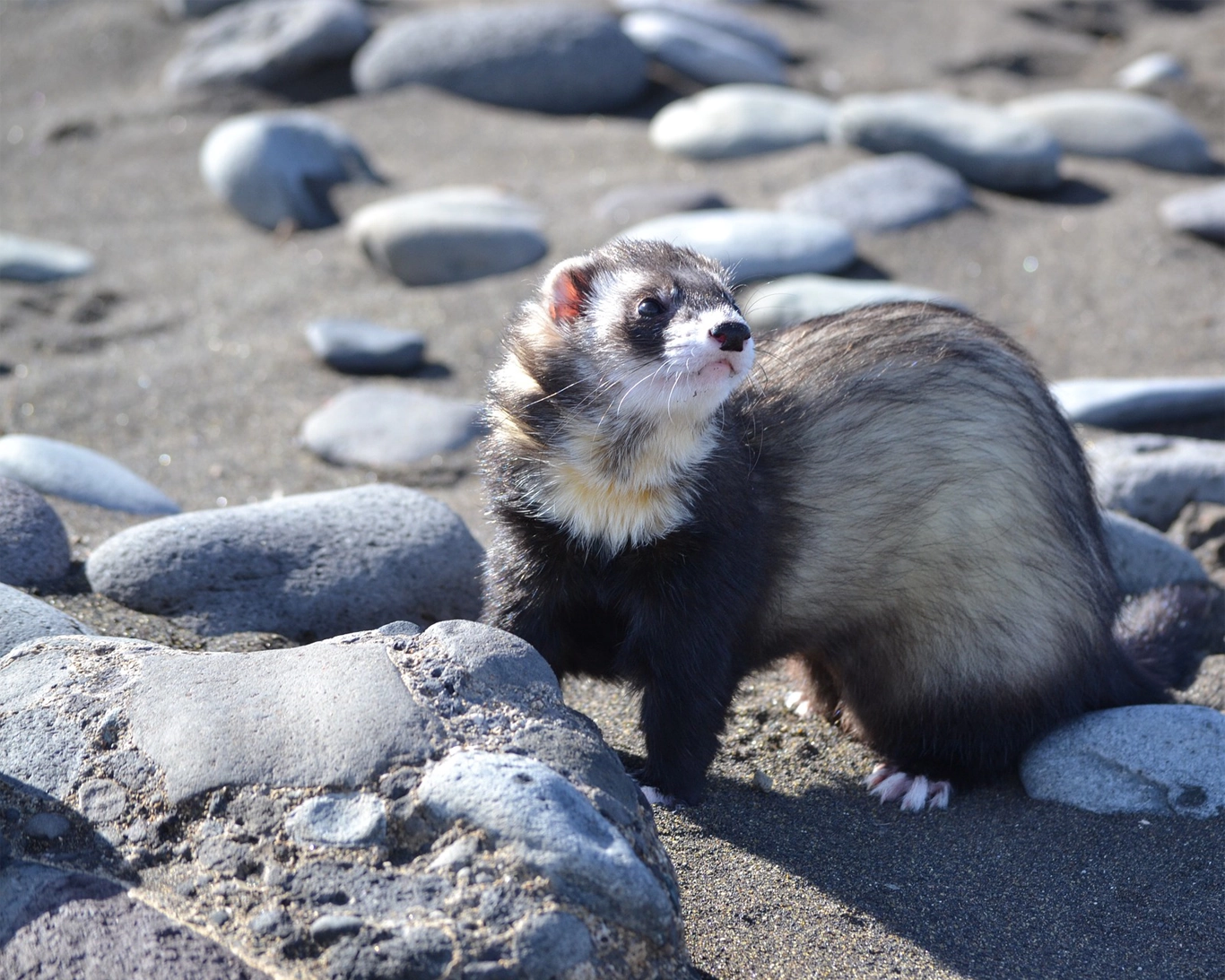 Photo d'un furet noir et blanc sur une plage de sable et de galets