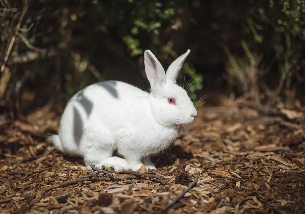 Photo d'un lapin albinos