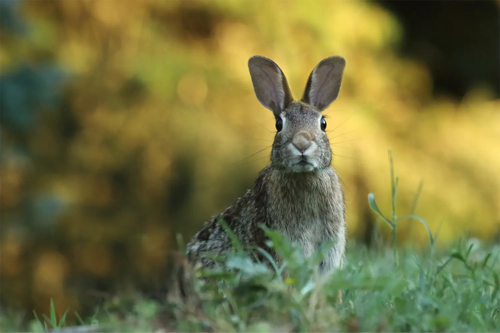 Photo d'un lapin marron dans l'herbe verte