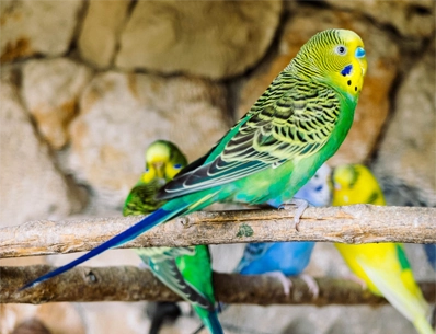 Photo de plusieurs perruches ondulées jaunes et vertes
