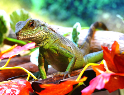 Photo d'un dragon d'eau de Chine