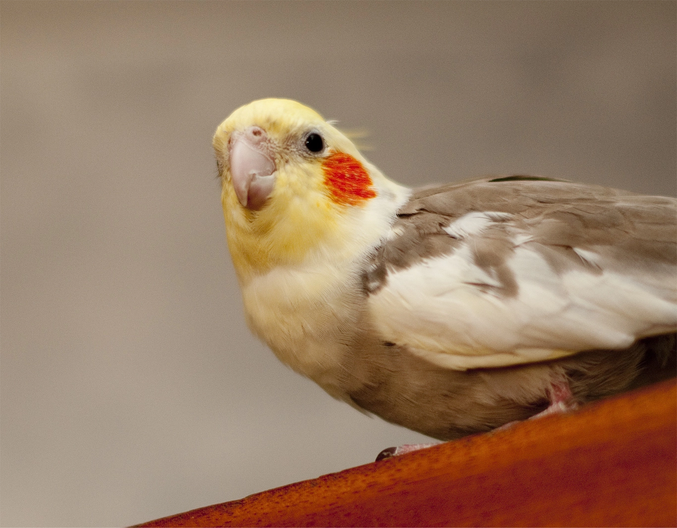 Photo d'une calopsitte jaune et grise sur un meuble