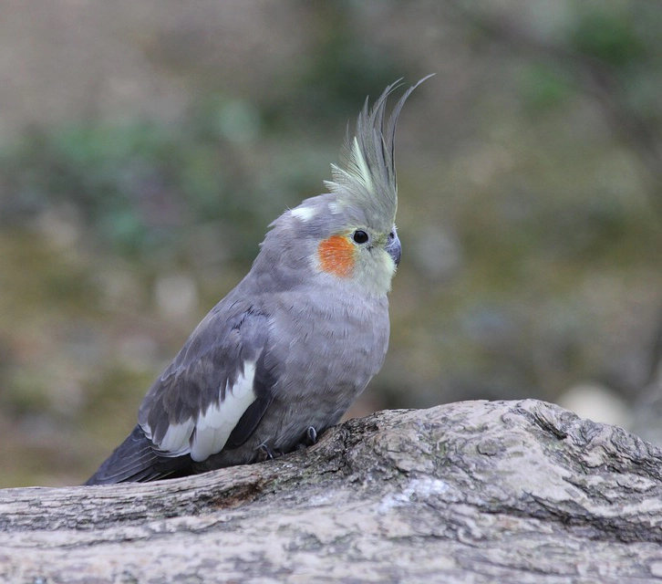 Photo d'une calopsitte gris sur un tronc d'arbre
