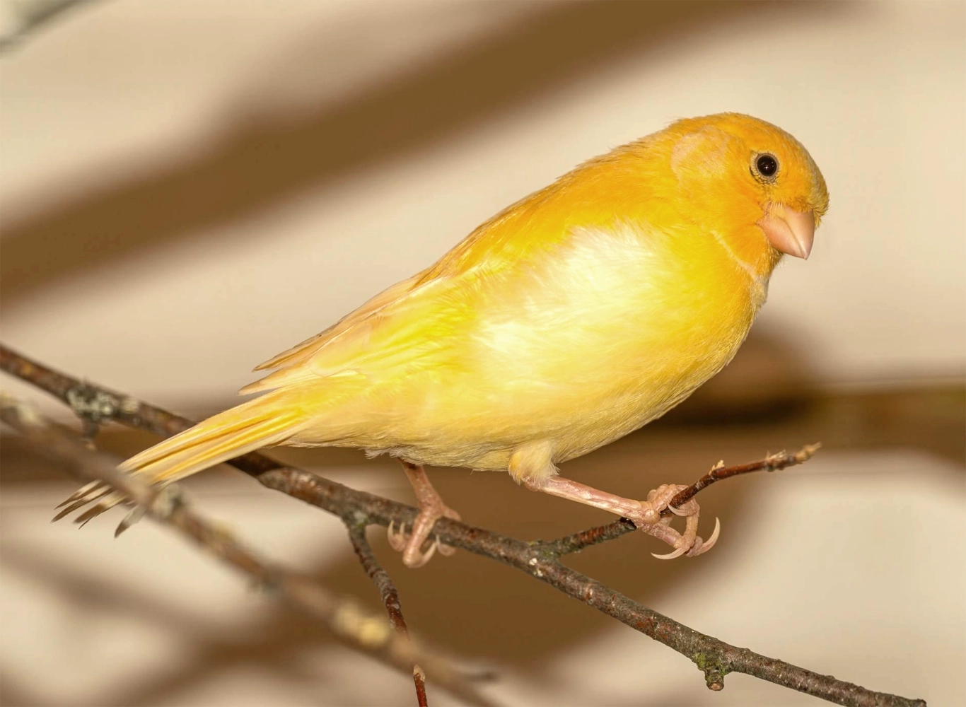 Photo d'un canari jaune posé sur une branche d'arbre