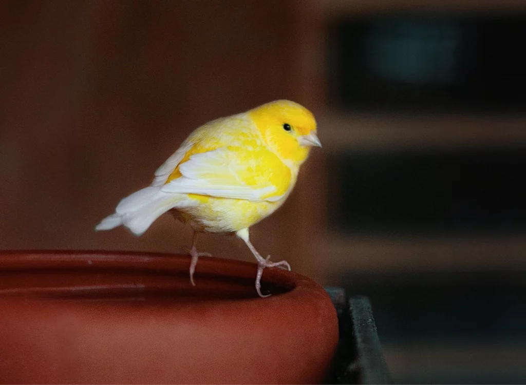 Photo d'un canari jaune posé sur un bol en argile